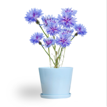 Top quality Bulk Garden flower Cornflower Seeds